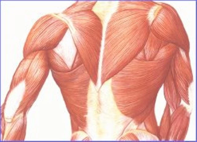 Σαρκοπενία: Ο ύπουλος εχθρός σε άντρες άνω των 45 που διαλύει τα πάντα